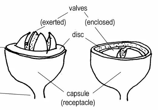 Eucalypt ID for the Nambucca