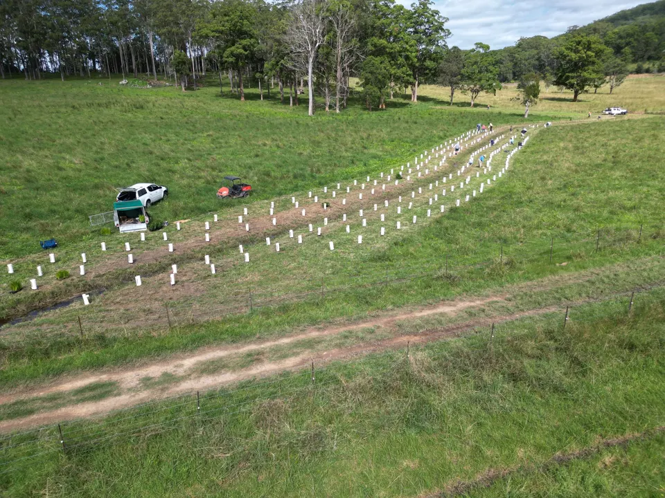Nambucca Valley Koala Conservation Project