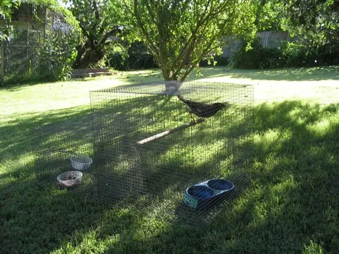 Indian Myna Program