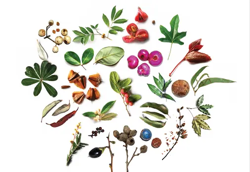 Nambucca Valley Planting and Vegetation Guide