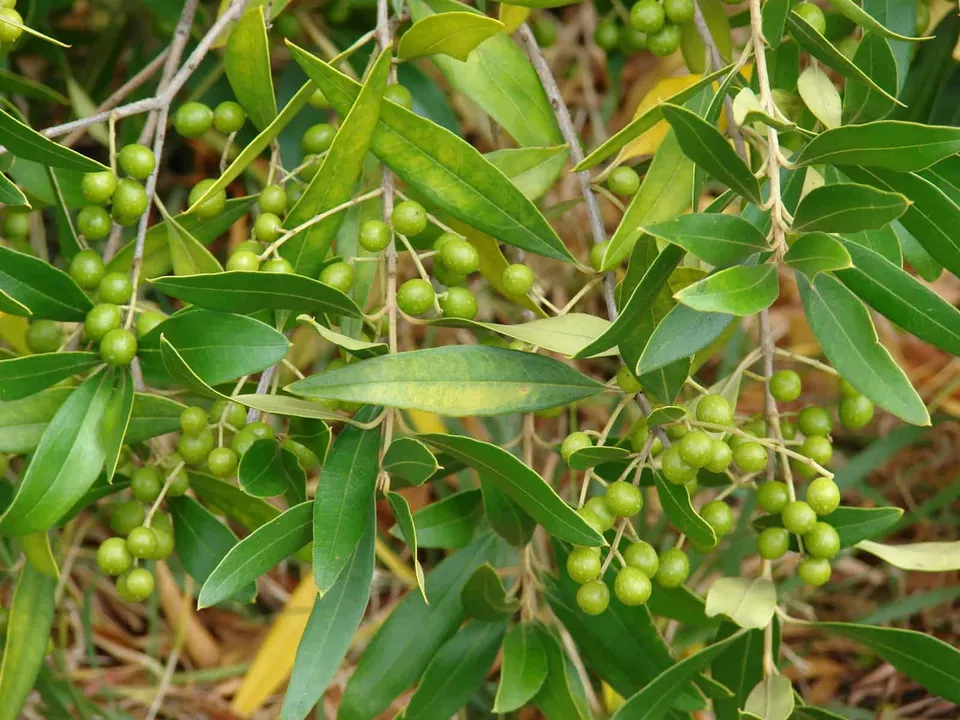 African Olive