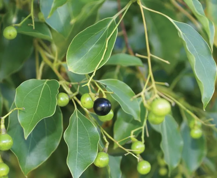 Camphor Laurel