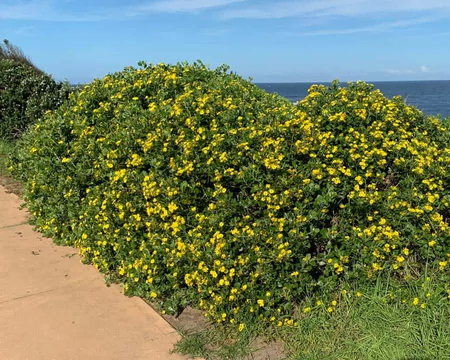 Bitou Bush