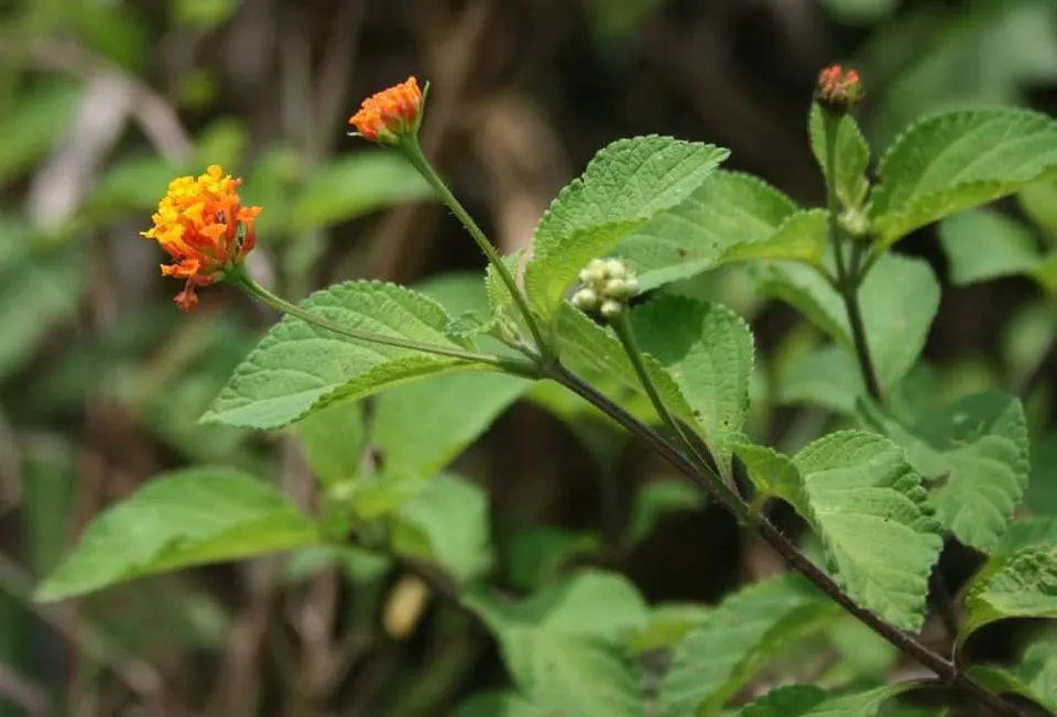 Lantana