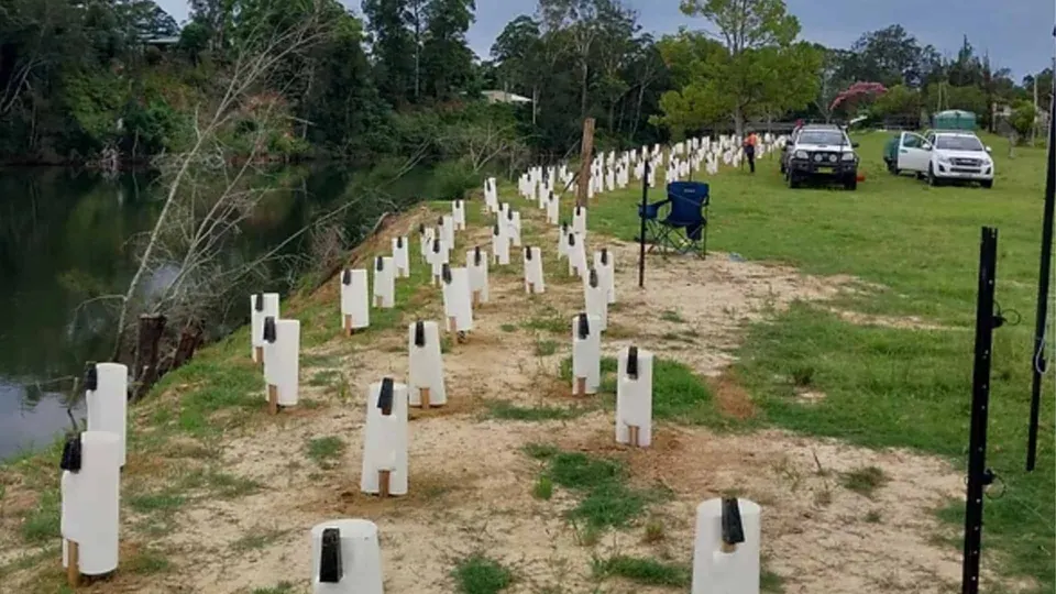 Trees for Fish