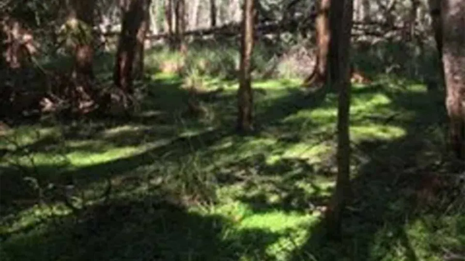Protecting Threatened Endangered Ecological Communities at North Nambucca