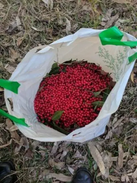 Removing Coral Berry at Hyland Park