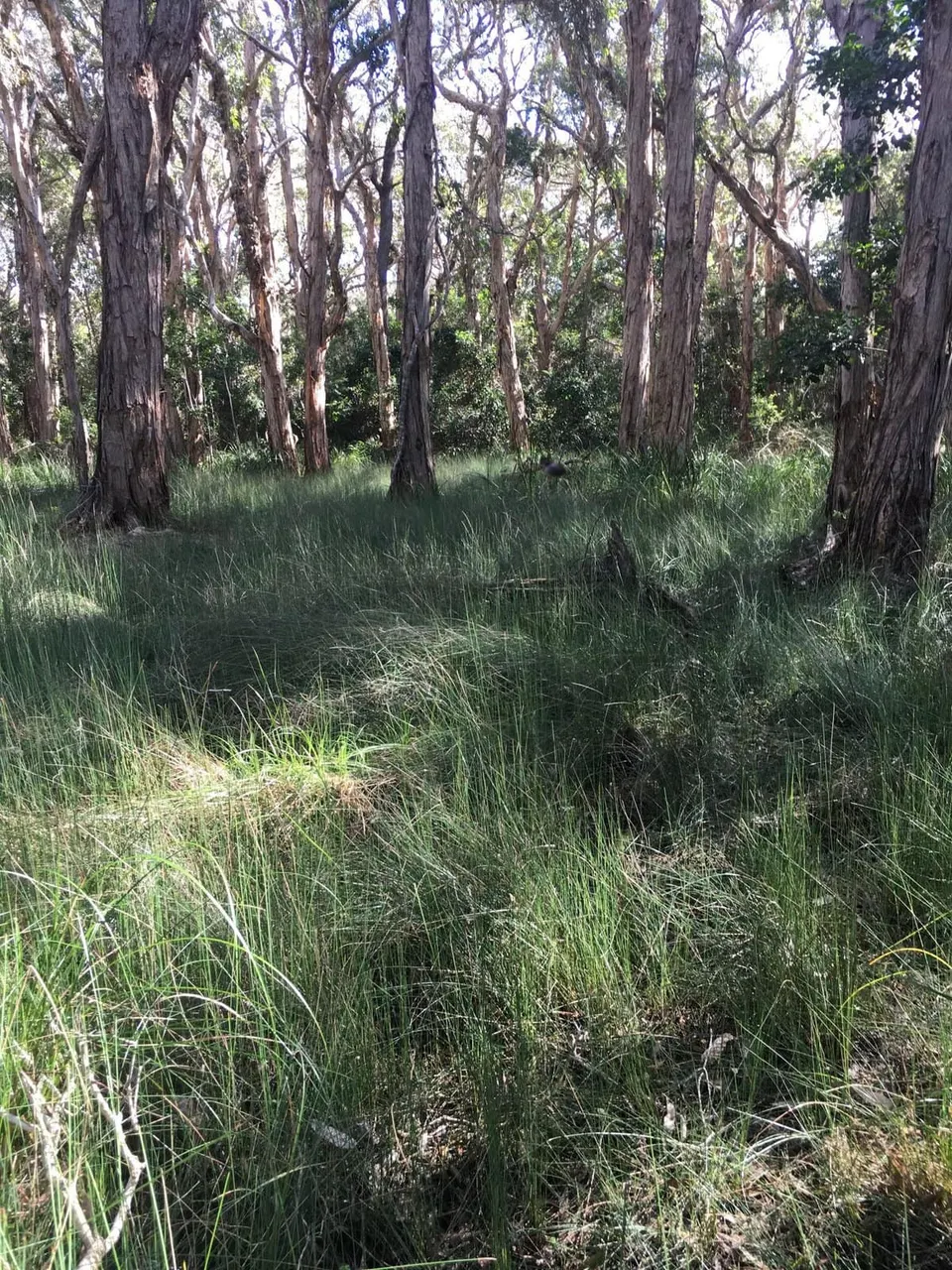 Yarrahapinni to Killiekrankie Bush Connect